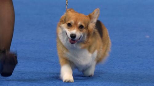 运动会策划与执行